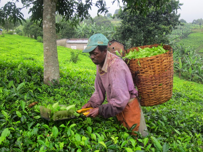 200_Teefarm Tukuyu