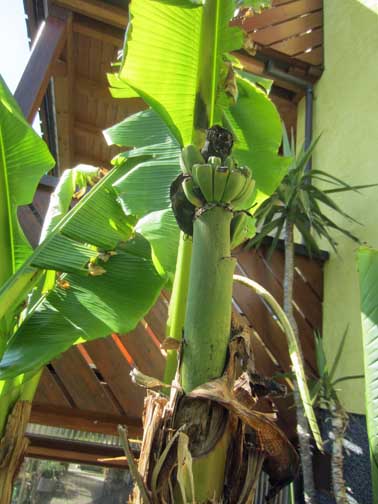 IMG_1797_banane