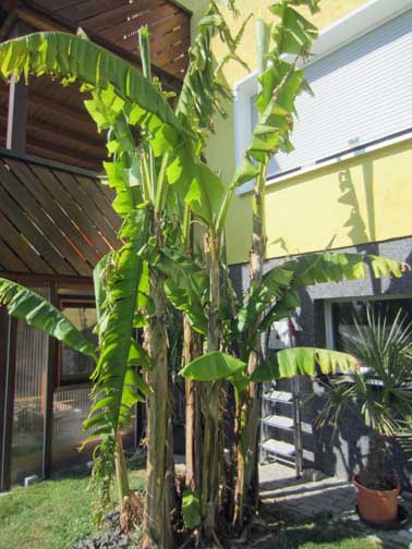 IMG_1800_banane