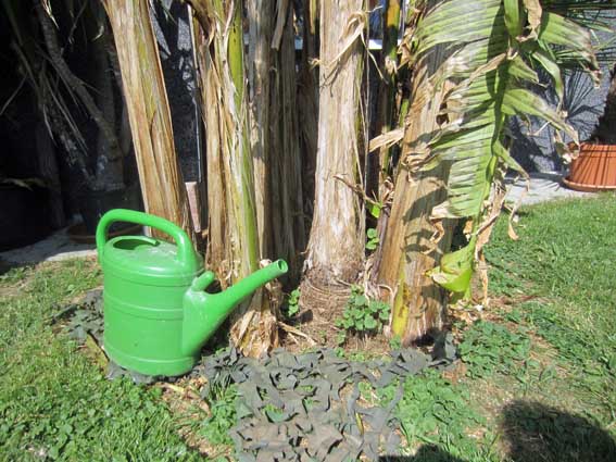 IMG_1802_banane