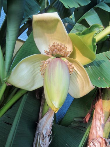 IMG_2019_banane