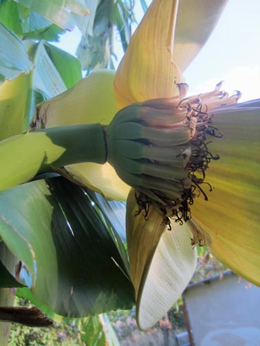 IMG_2022_banane