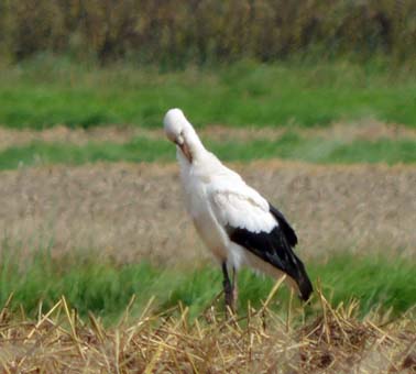2016_08_Stoerche_Roemers_03