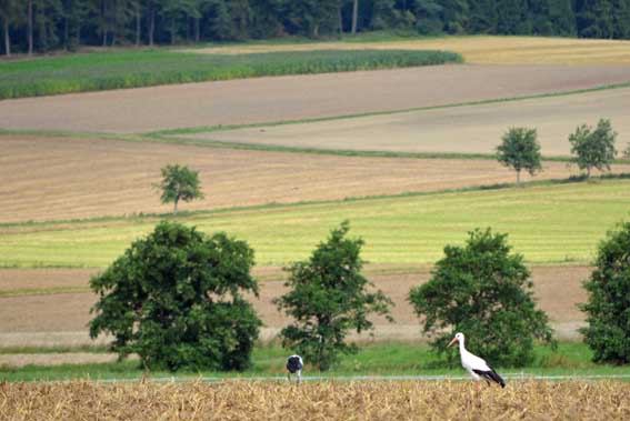 2016_08_Stoerche_Roemers_05