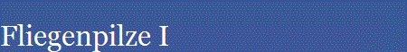 Fliegenpilze I