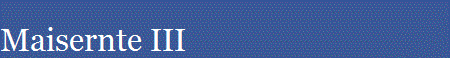 Maisernte III