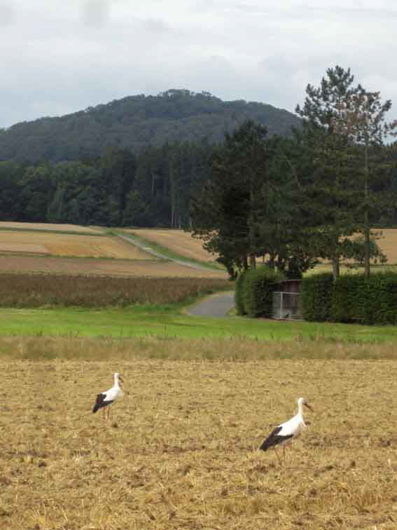 Strche im Semmet