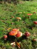 Fliegenpilze I