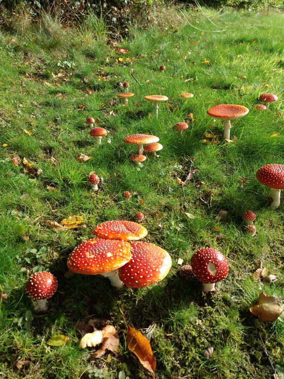 Fliegenpilze I