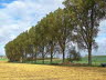 Herbstimpressionen I