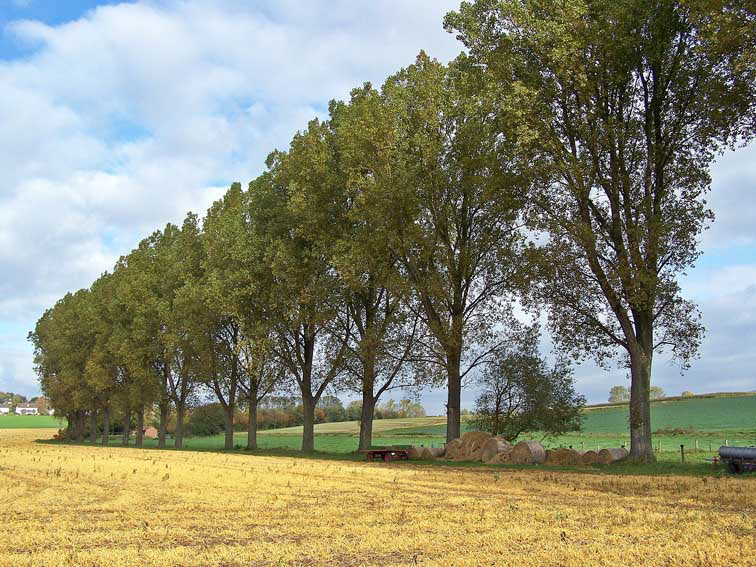 Herbstimpressionen I