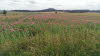 Mohnfeld