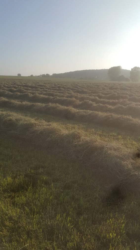 Altenstdter Sommerlandschaft I