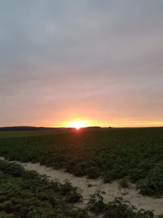 Altenstdter Sommerlandschaft II