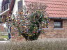 Ostertrume