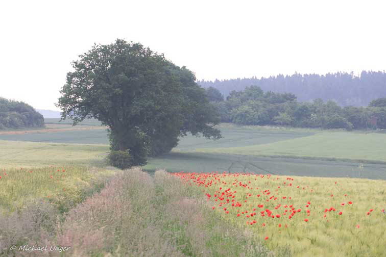 Sander Pfad