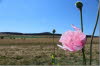 Altenstdter Sommer I