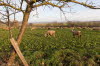 Landschaft I