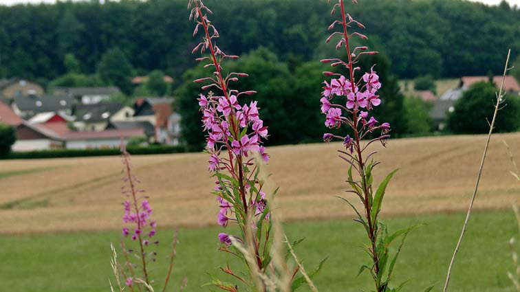Blhende Ansichten