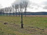 Spaziergang I