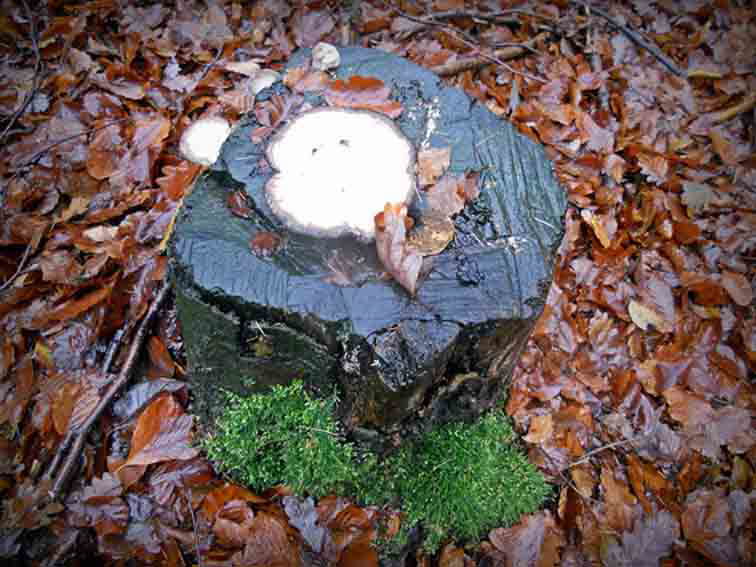 Naturfoto