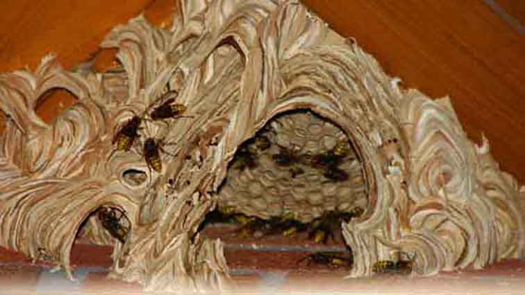 Hornissen I
