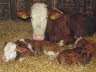 Kuhnachwuchs