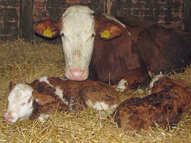 Kuhnachwuchs