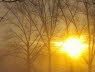 Sonnenuntergang hinter Pappeln